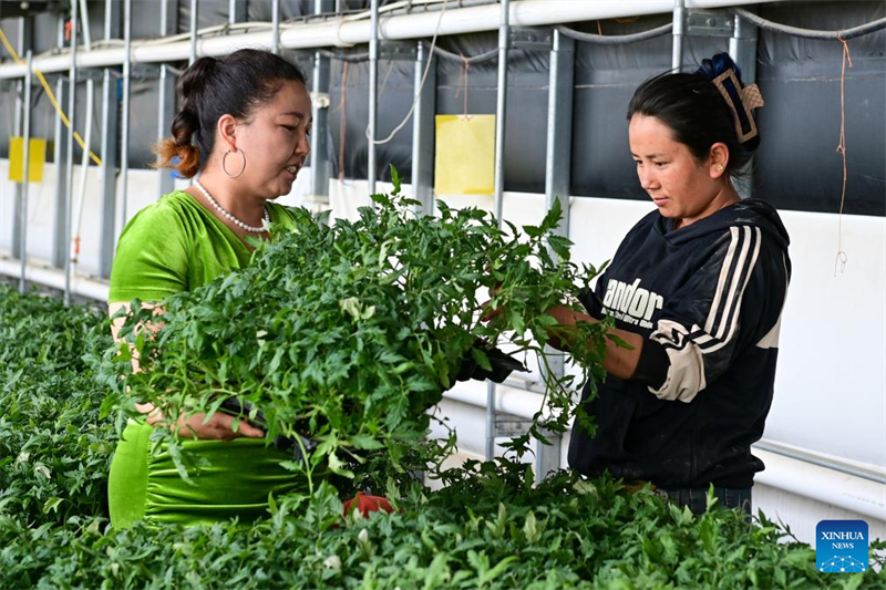 Xinjiang : comment des semences sous serre apportent la fortune à une jeune agricultrice d'Aksu