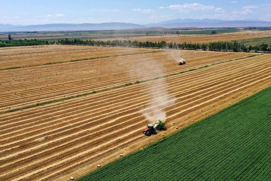 Photo aérienne prise le 15 juillet 2023 montrant des agriculteurs récoltant du blé dans le comté de Hutubi, dans la région autonome ouïgoure du Xinjiang (nord-ouest de la Chine). (Photo / Xinhua)
