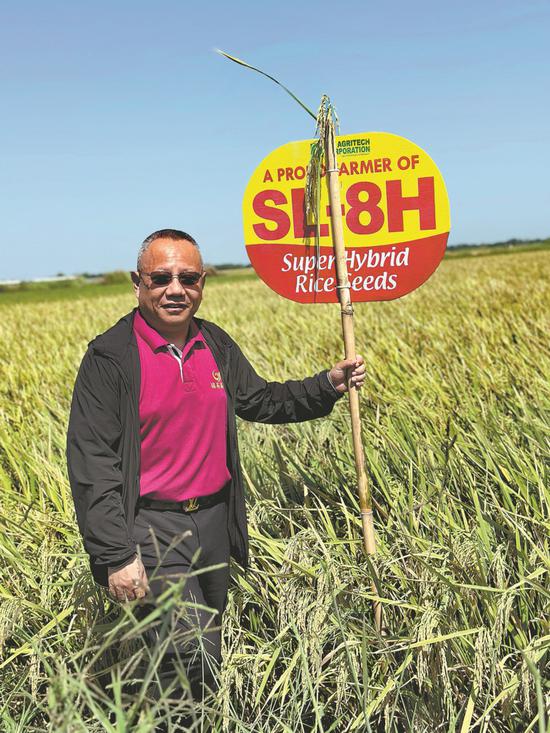 Le riz hybride Honglian, résistant aux maladies et aux ravageurs et tolérant des températures élevées, pousse aux Philippines. (Photo / China Daily)