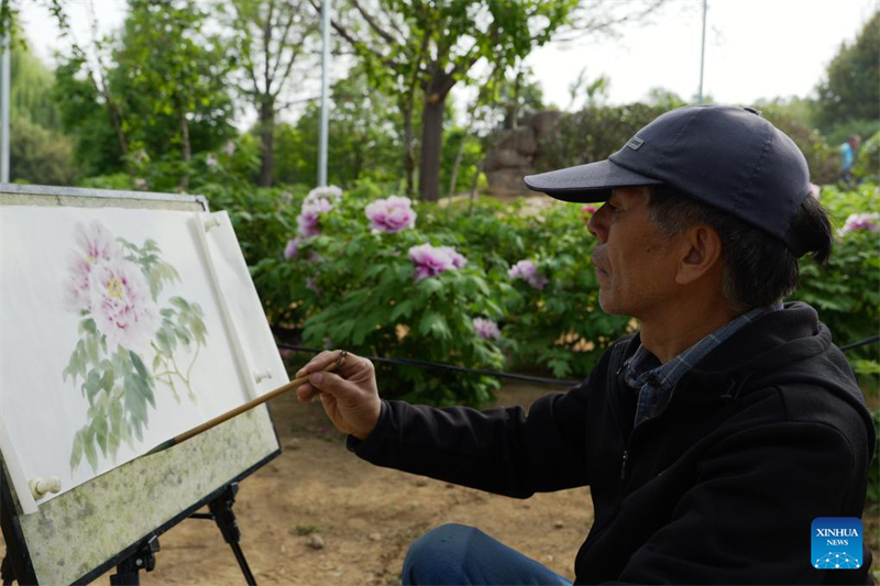 Henan : Luoyang développe la culture liée aux fleurs de pivoine