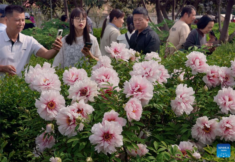 Henan : Luoyang développe la culture liée aux fleurs de pivoine