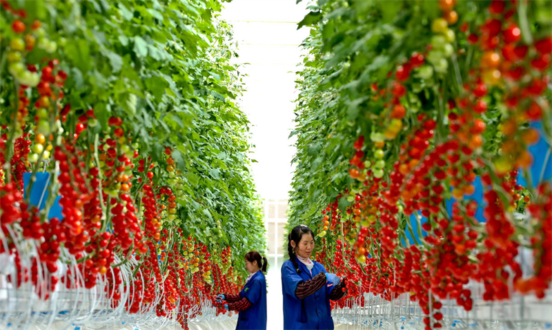 Des ouvriers agricoles ramassent la première récolte de tomates cerises destinée aux commerçants, le 23 avril 2024 dans la serre de l'usine d'agriculture intelligente du parc industriel des sciences et technologies agricoles de Chunhe, située dans le centre de démonstration expérimentale d'agriculture moderne du canton de Liuba, dans le comté de Minle, à Zhangye, dans la province du Gansu (nord-ouest de la Chine). (Wang Jiang / Pic.People.com.cn)