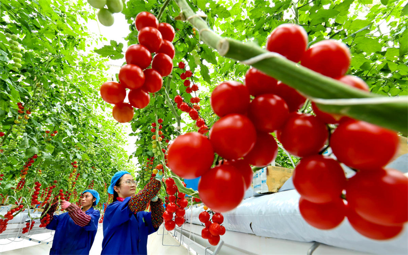 Gansu : comment l'agriculture intelligente « transforme la pierre en or » dans le désert de Gobi dans le comté de Minle