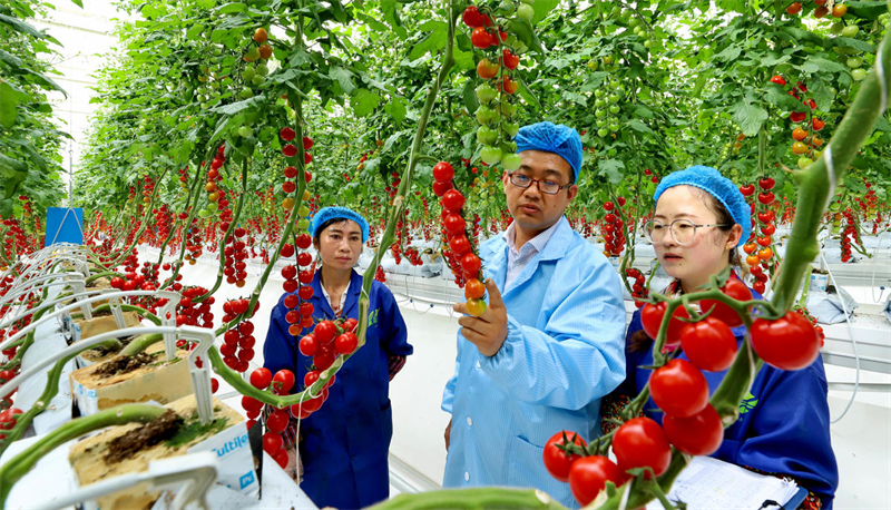 Gansu : comment l'agriculture intelligente « transforme la pierre en or » dans le désert de Gobi dans le comté de Minle