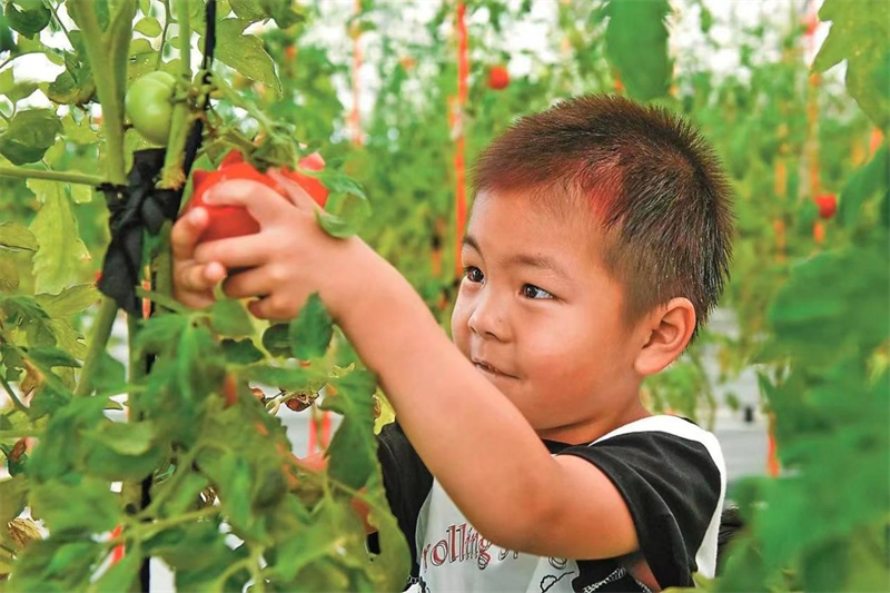 Un jeune garçon cueille des tomates de l'espace dans le village de Maoxin du canton de Gulin, dans le district de Haishu de la ville de Ningbo, dans la province du Zhejiang (est de la Chine). (Photo / Hu Xuejun)