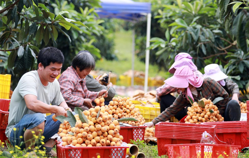 Guangxi : les producteurs de fruits de Rong'an sont heureux d'augmenter leurs revenus