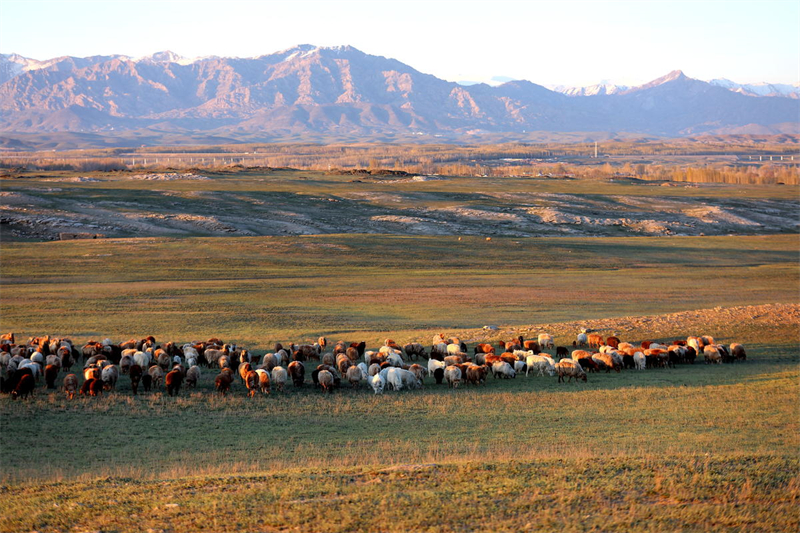 Xinjiang : 7 millions de têtes de bétail transférées en toute sécurité à Altay