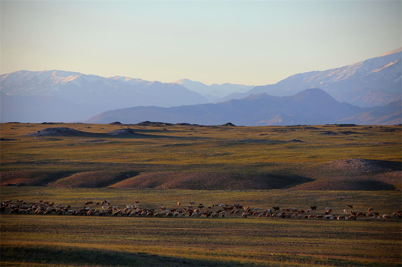 Xinjiang : 7 millions de têtes de bétail transférées en toute sécurité à Altay