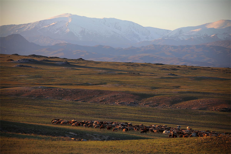 Xinjiang : 7 millions de têtes de bétail transférées en toute sécurité à Altay