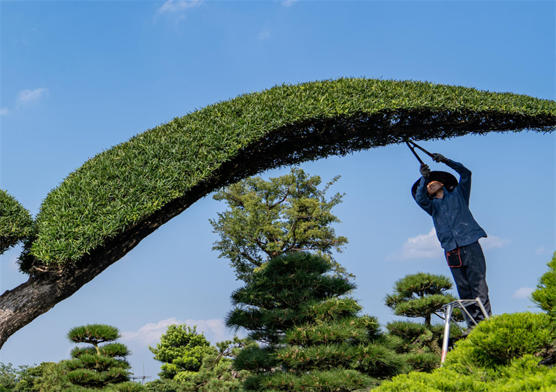 Zhejiang : la taille et le modelage de bonsaïs enrichit la population de Jinhua