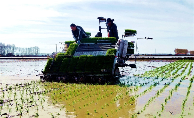 Heilongjiang : une image de travaux agricoles printaniers, « peinture intelligente » dotée de moyens numériques