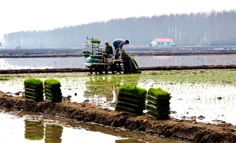 Heilongjiang : une image de travaux agricoles printaniers, « peinture intelligente » dotée de moyens numériques