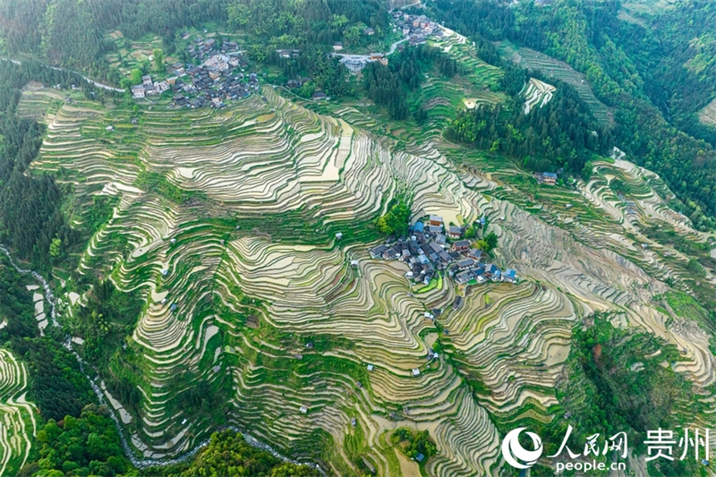 Photo aérienne montrant les pittoresques champs en terrasses de Jiabang, dans la province du Guizhou (sud-ouest de Chine). (Yang Qian / Le Quotidien du Peuple en ligne)