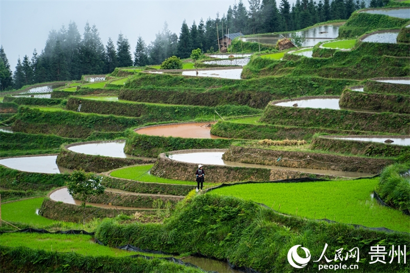 Guizhou : les cultures de printemps battent leur plein sur les champs en terrasses de Jiabang