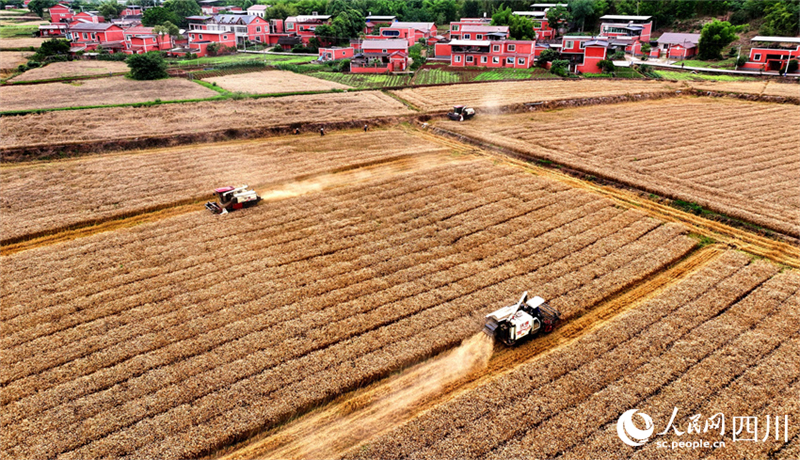 Photo aérienne prise par un drone montrant des moissonneuses récoltant du blé sur les terres agricoles de la ville de Guanghan, dans la province du Sichuan (sud-ouest de la Chine), le 13 mai 2024.  (Pan Shuai / Le Quotidien du Peuple en ligne)