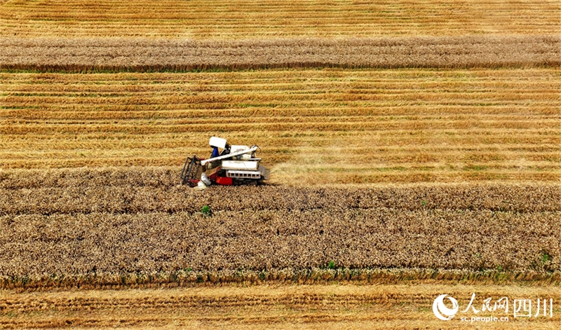 En photos : la récolte du blé dans la province du Sichuan