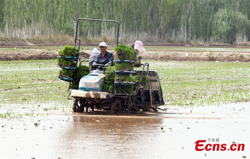 Des agriculteurs travaillent sur une transplanteuse de plants de riz dans une rizière d'eau salée à Kachgar, dans la région autonome ouïgoure du Xinjiang (nord-ouest de la Chine), le 13 mai 2024. (Sun Tingwen / China News Service)