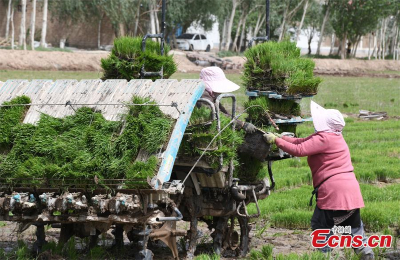 Du riz résistant à l'eau salée transplanté au Xinjiang