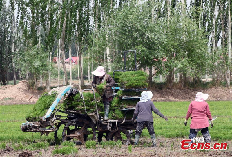 Du riz résistant à l'eau salée transplanté au Xinjiang