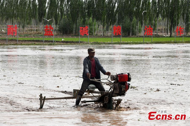 Du riz résistant à l'eau salée transplanté au Xinjiang