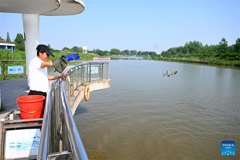 Anhui : un éleveur de marsouins aptères du Yangtsé à Tongling