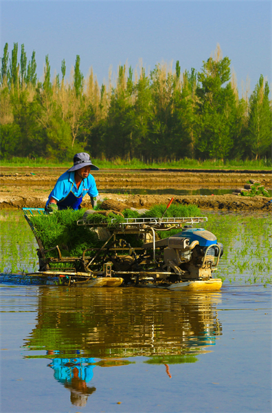 Gansu : le repiquage des plants de riz bat son plein sur les rives de la Rivière Noire à Zhangye