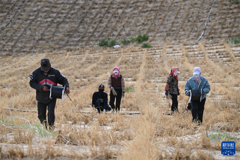 Mongolie intérieure : l'utilisation globale de multiples moyens pour contrôler les terres sableuses de Horqin