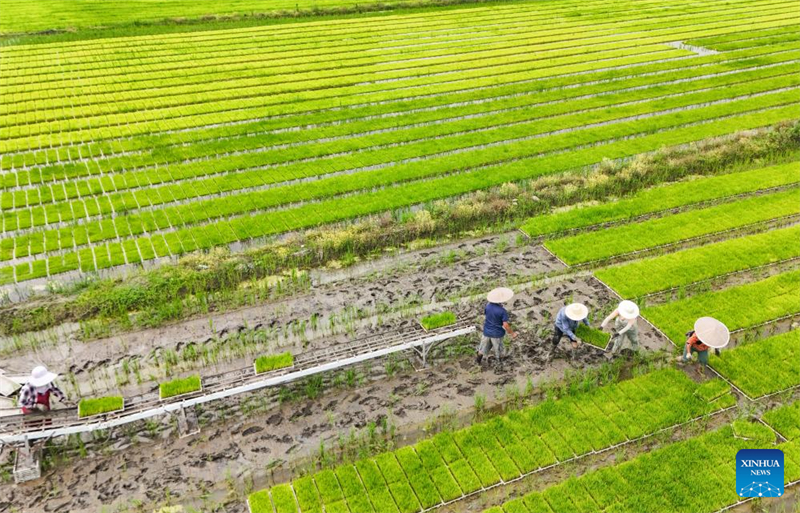 Sichuan : un jeune agriculteur utilise la technologie moderne pour renforcer l'agriculture traditionnelle