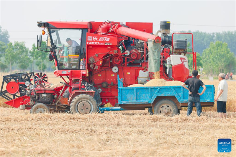 La province du Henan se prépare pour une récolte de blé exceptionnelle