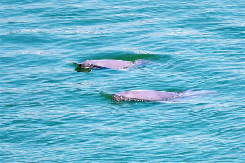 Des marsouins aptères du fleuve Yangtsé s'ébattent dans les eaux en aval de la centrale de Gezhouba, à Yichang, dans la province du Hubei (centre de la Chine). (Wang Zhao / Pic.people.com.cn)