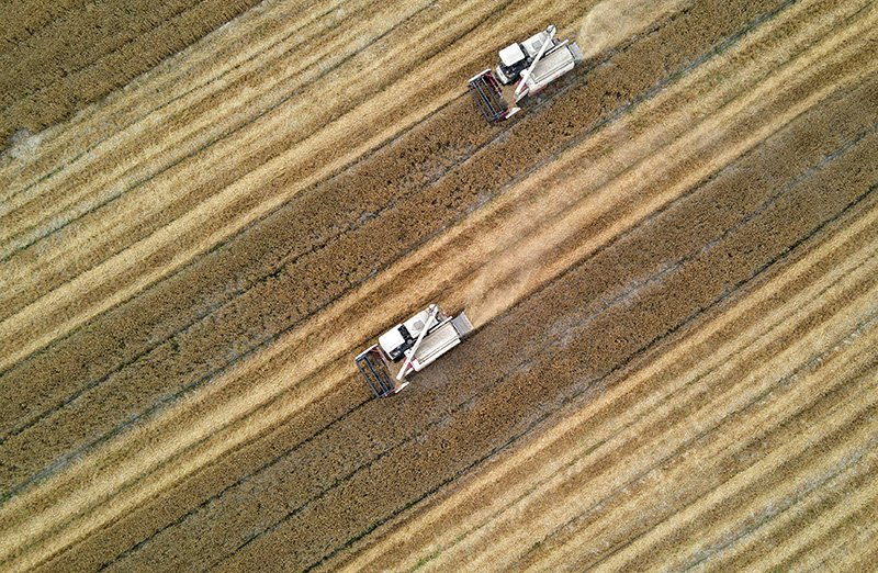 La Chine récolte du blé dans un contexte d'efforts visant à assurer sa sécurité alimentaire