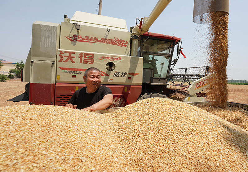 La Chine récolte du blé dans un contexte d'efforts visant à assurer sa sécurité alimentaire