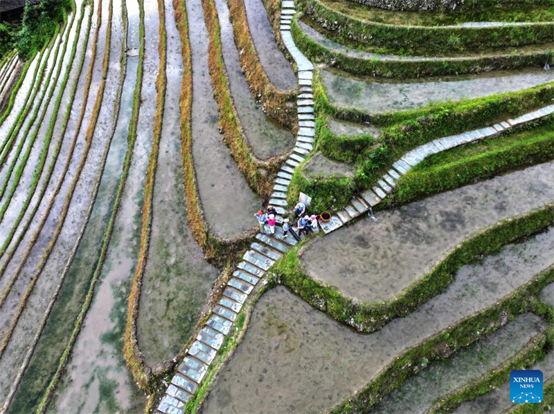 Guangxi : les champs en terrasses de Longji, dans le comté de Longsheng