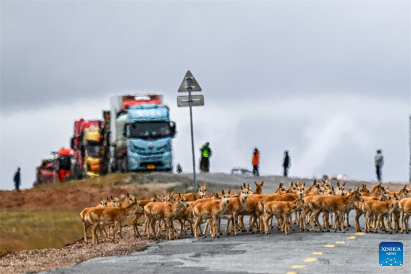 La haute saison arrive pour la migration des antilopes tibétaines vers Hoh Xil