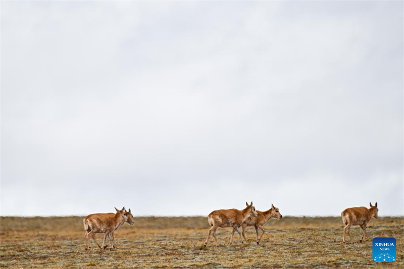 (Photo / Xinhua)