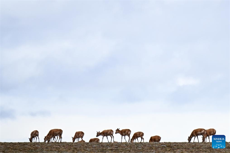 La haute saison arrive pour la migration des antilopes tibétaines vers Hoh Xil