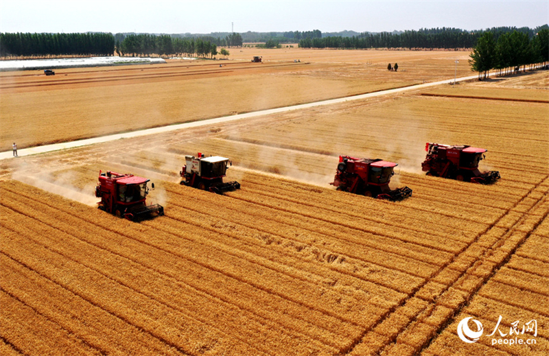 Henan : la récolte d'été et les semis d'automne ont commencé à Weishi