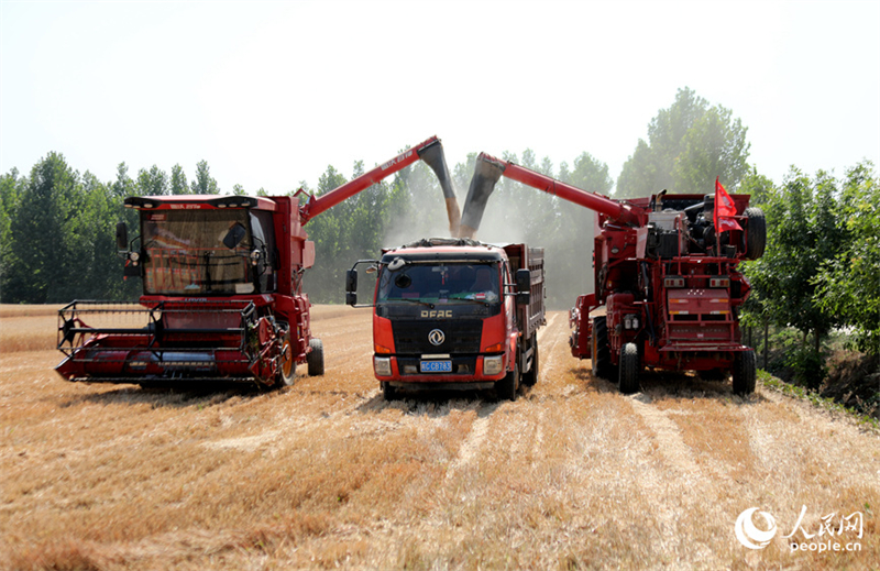 Henan : la récolte d'été et les semis d'automne ont commencé à Weishi