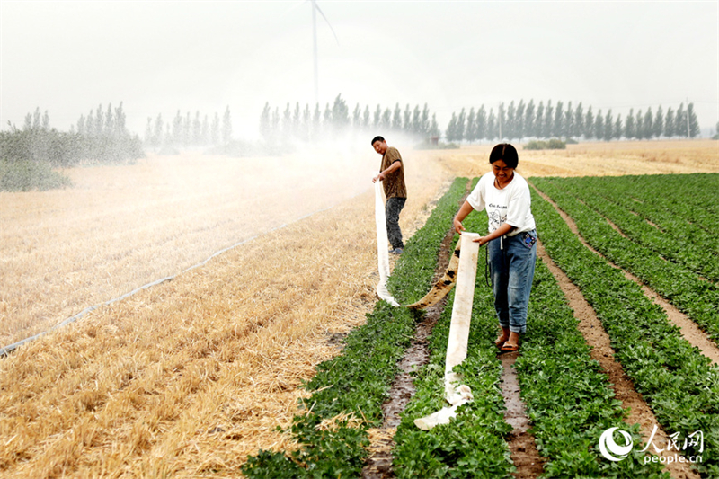 Henan : la récolte d'été et les semis d'automne ont commencé à Weishi