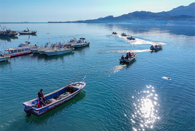 Shandong : la pleine saison de la pêche des holoturies sauvages a commencé à Rongcheng