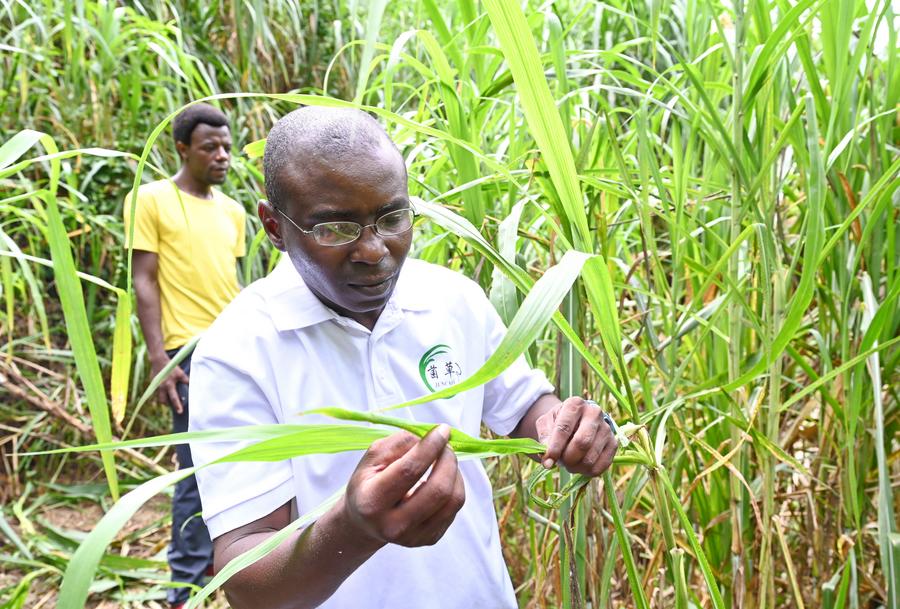 Un étudiant nigérian observe l'herbe Juncao, à Fuzhou, dans la province du Fujian (est de la Chine), le 12 août 2021. (Xinhua/Lin Shanchuan)