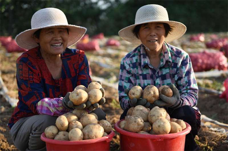 Shandong : les « pommes de terre sur commande » aident les agriculteurs de Tancheng à augmenter leurs revenus