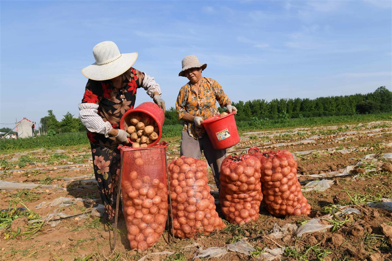 Shandong : les « pommes de terre sur commande » aident les agriculteurs de Tancheng à augmenter leurs revenus