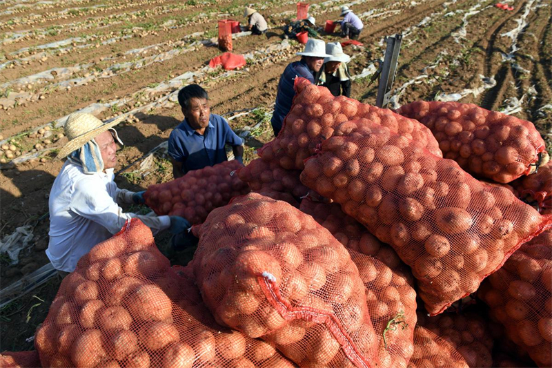 Shandong : les « pommes de terre sur commande » aident les agriculteurs de Tancheng à augmenter leurs revenus