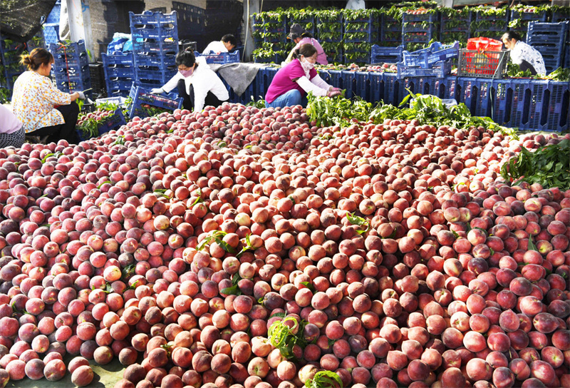 Shandong : le parfum des pêches mûres embaume les vergers de Zaozhuang