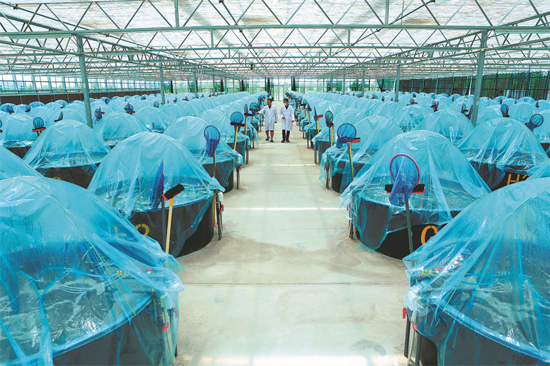 Des employés vérifient l'état des étangs d'aquaculture de la société Changyi Haijingzhou Biotechnology Co à Changyi, dans la province du Shandong (est de la Chine). (Photo / China Daily)