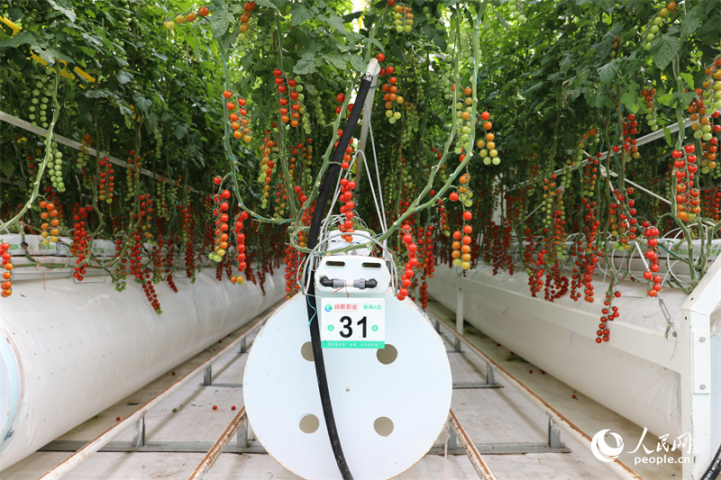 Xinjiang : à Kokdala, la technologie permet de récolter plus de tomates avec moins d'eau