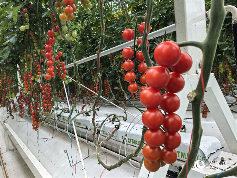 Xinjiang : à Kokdala, la technologie permet de récolter plus de tomates avec moins d'eau