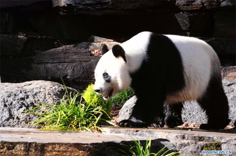 Le panda géant Wang Wang profite du soleil d