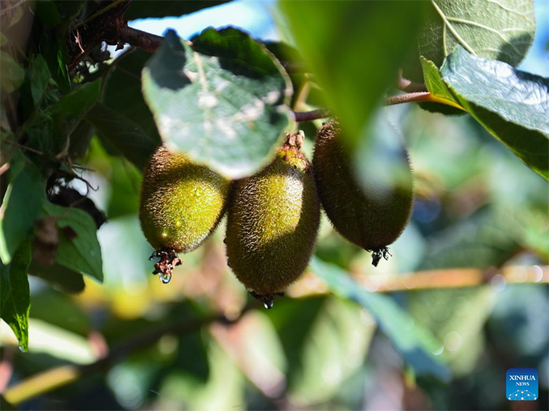 Shaanxi : Baoji soutient le développement vert de l'agriculture